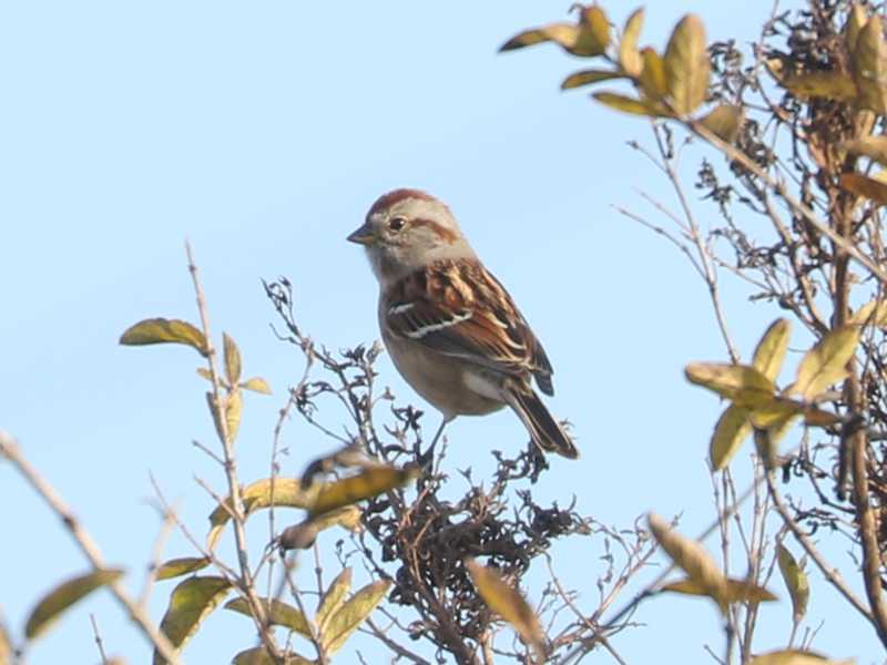 Mystery bird to be identified
