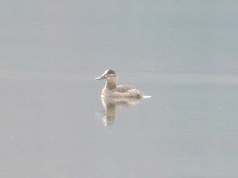 Mystery bird to be identified