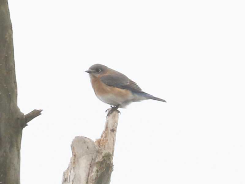 Mystery bird to be identified