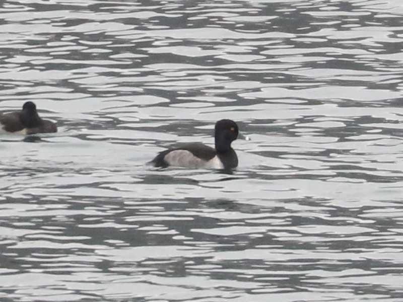 Mystery bird to be identified