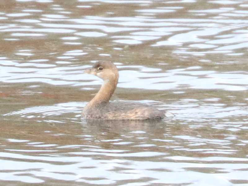 Mystery bird to be identified