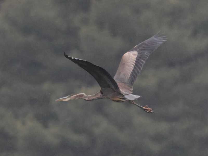 Mystery bird to be identified