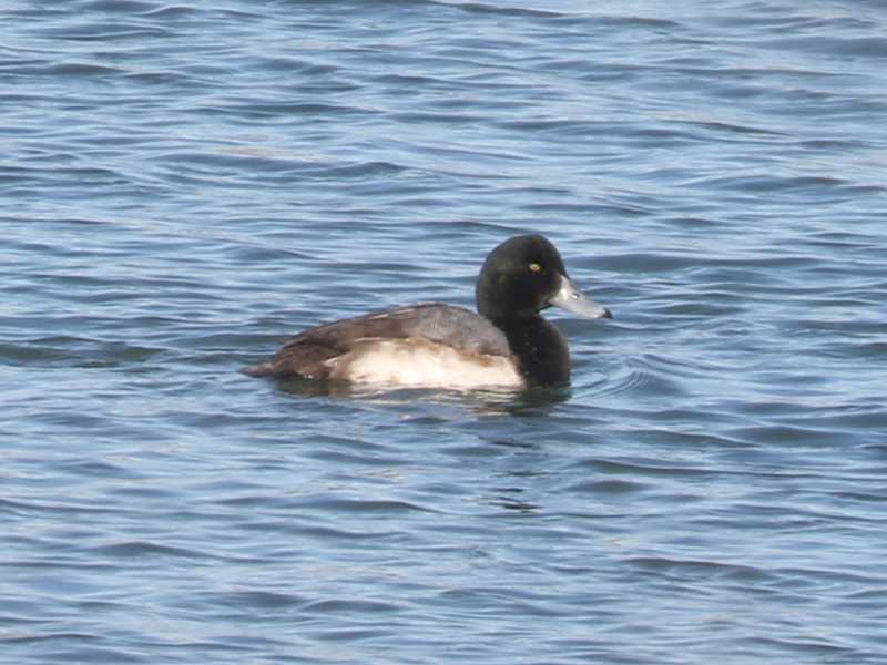 Mystery bird to be identified