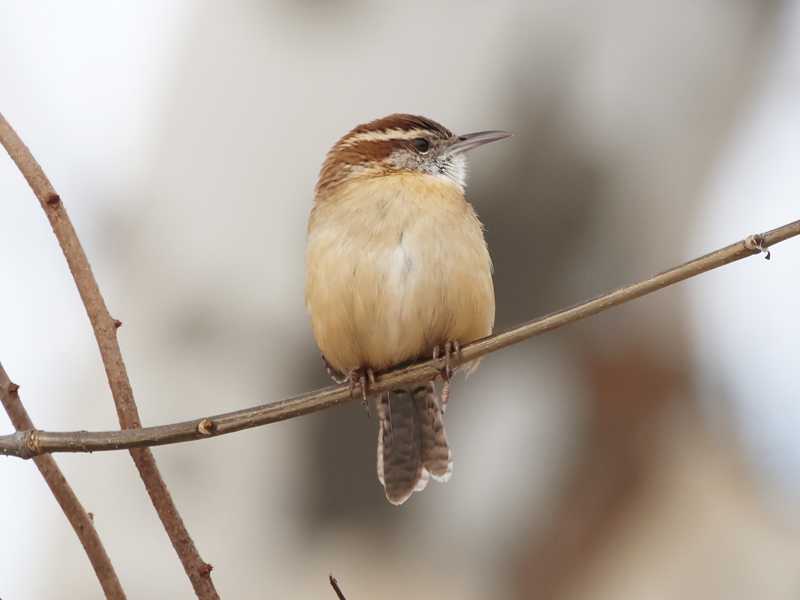 Mystery bird to be identified