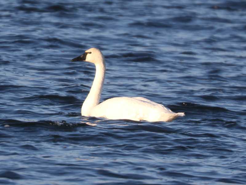 Mystery bird to be identified