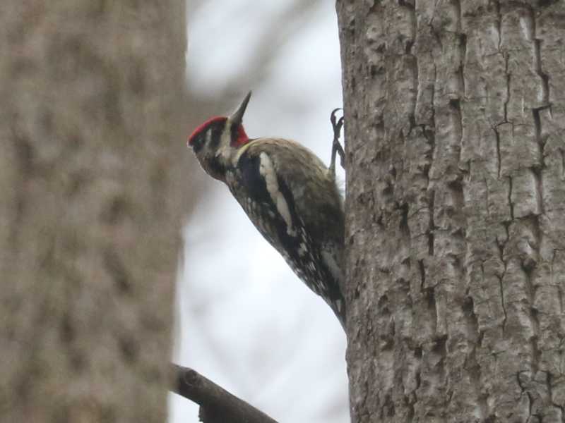 Mystery bird to be identified