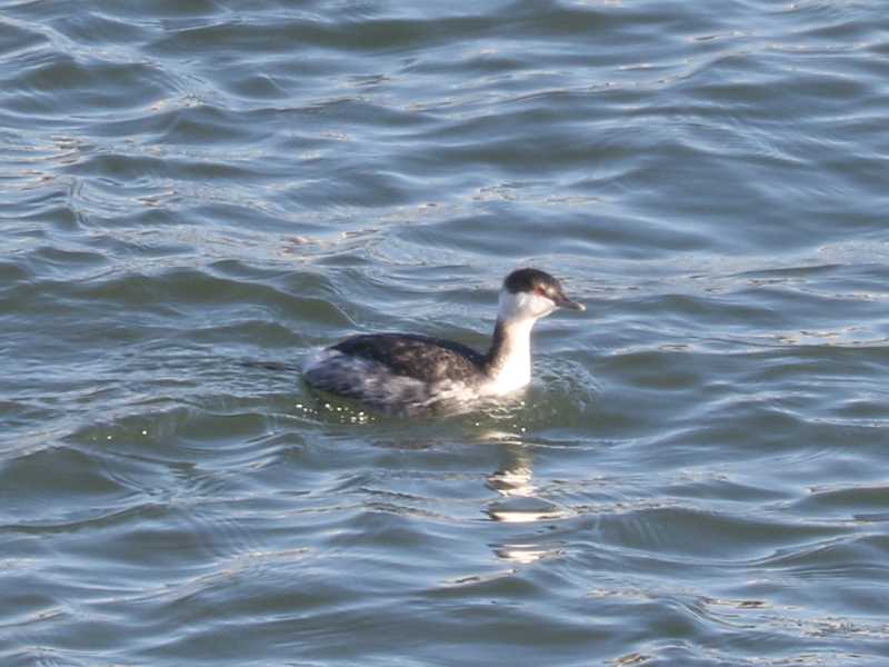 Mystery bird to be identified