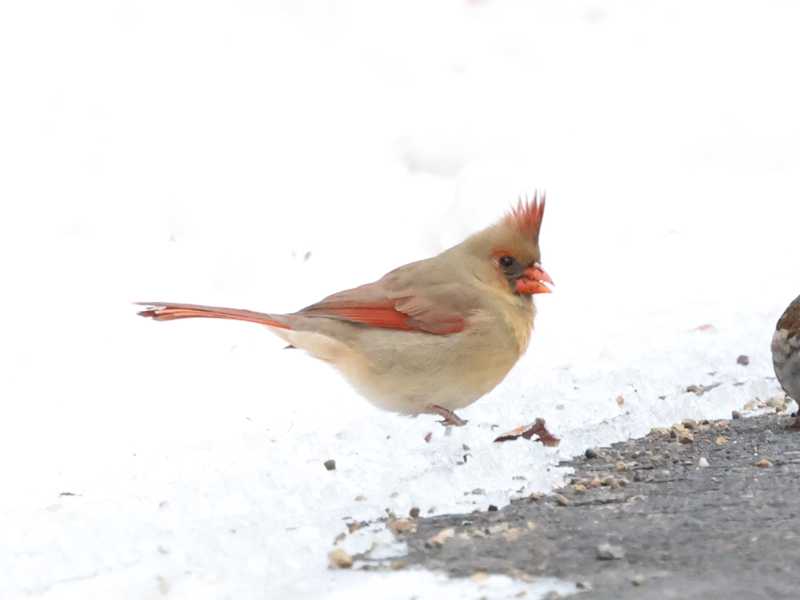 Mystery bird to be identified