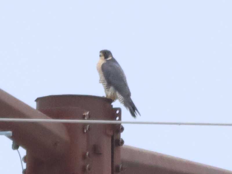 Mystery bird to be identified