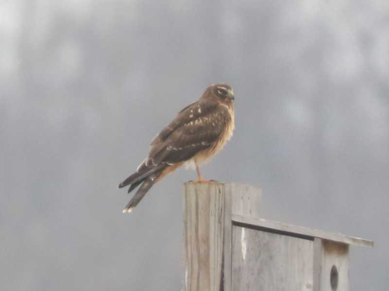 Mystery bird to be identified