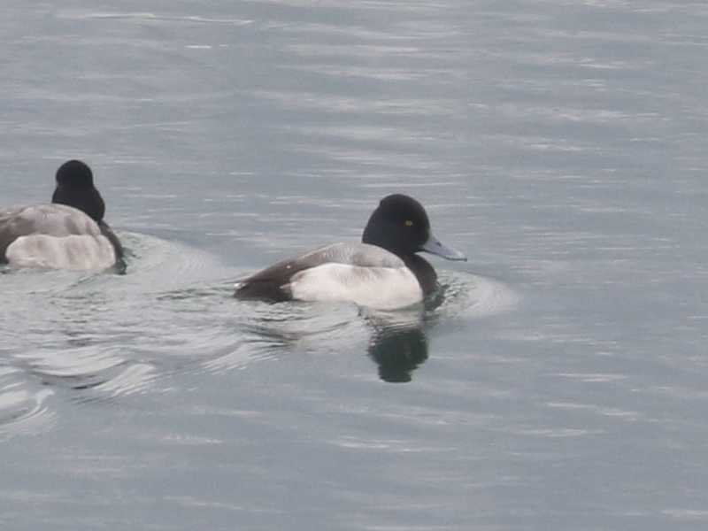 Mystery bird to be identified