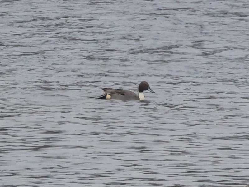Mystery bird to be identified
