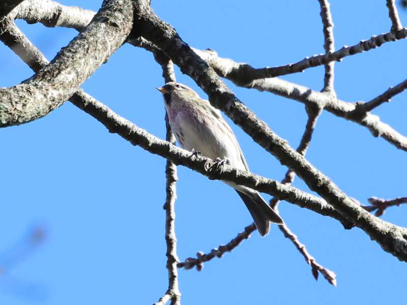 Mystery bird to be identified