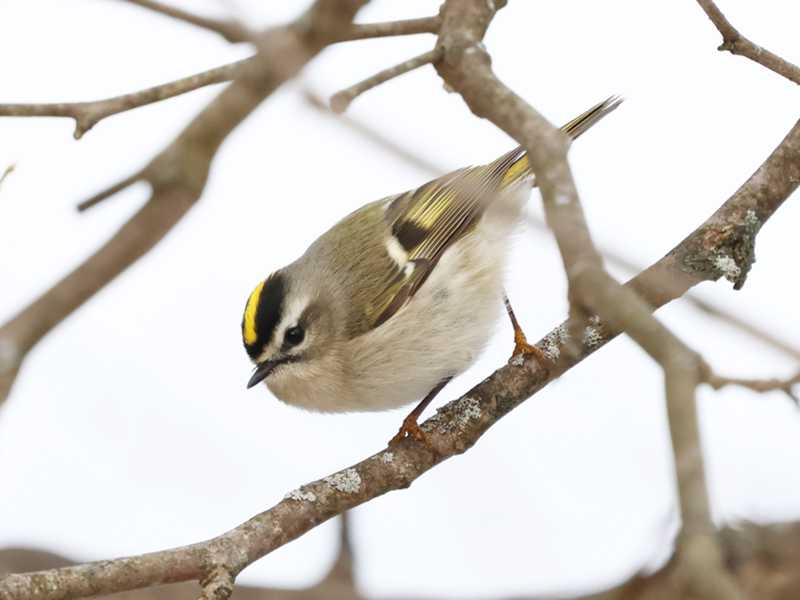 Mystery bird to be identified