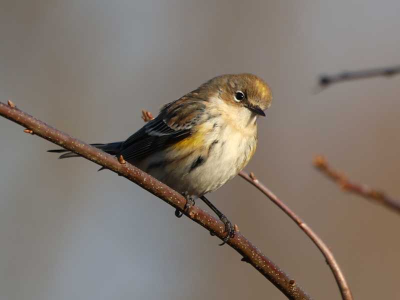 Mystery bird to be identified