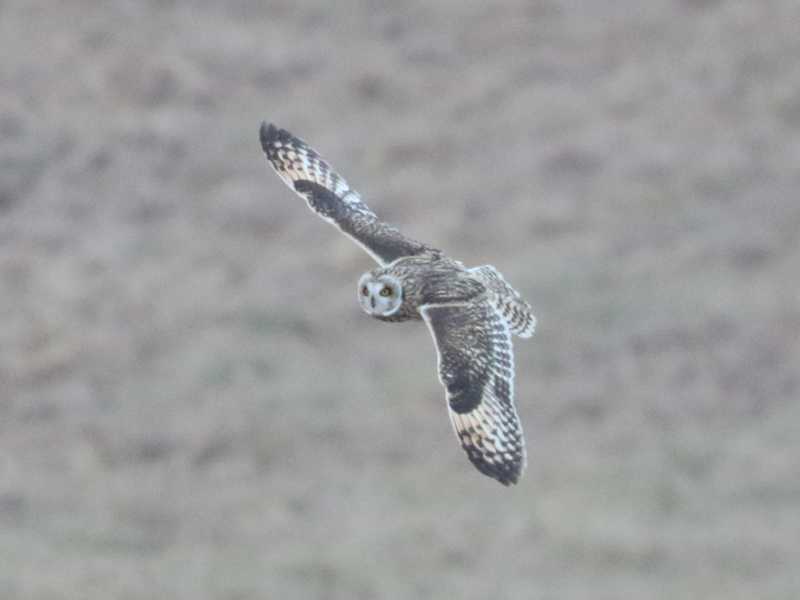Mystery bird to be identified