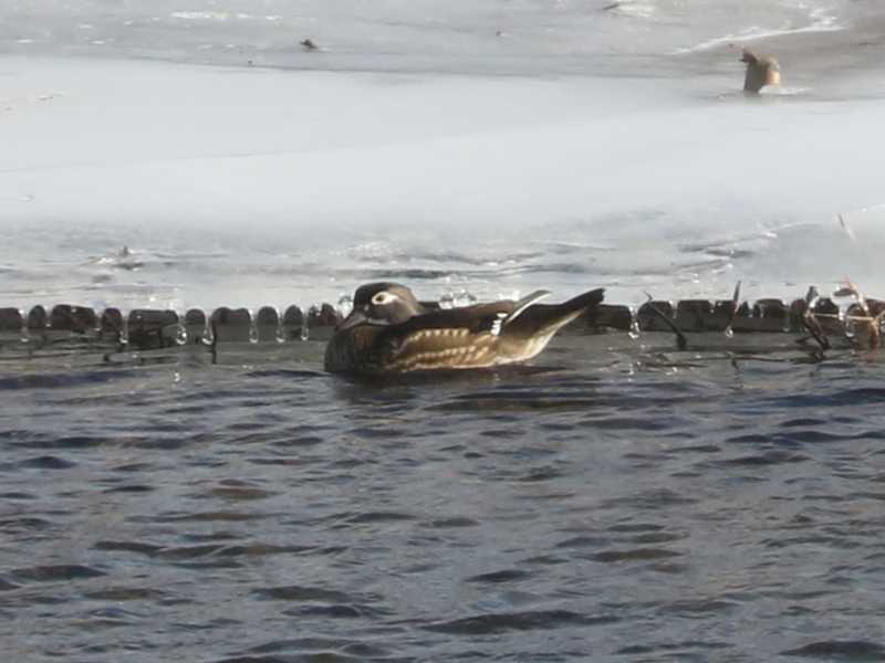 Mystery bird to be identified