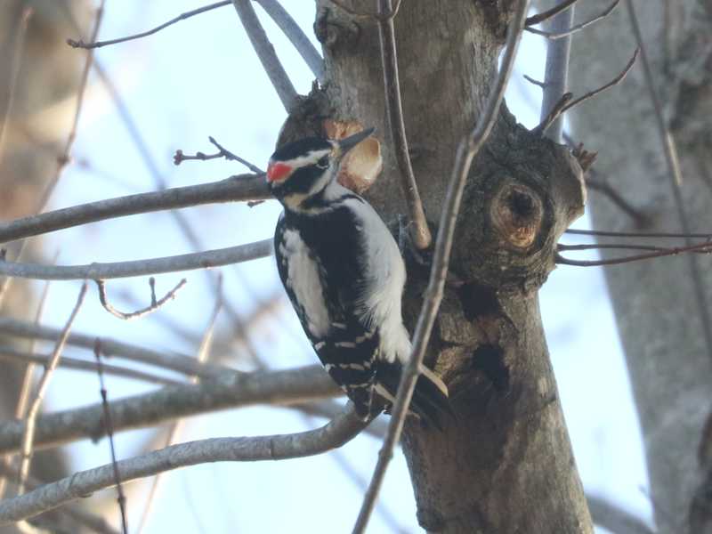 Mystery bird to be identified