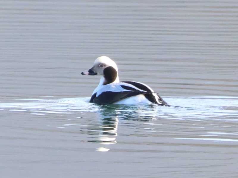 Mystery bird to be identified