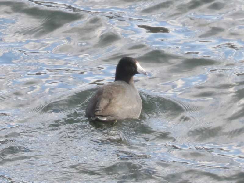 Mystery bird to be identified
