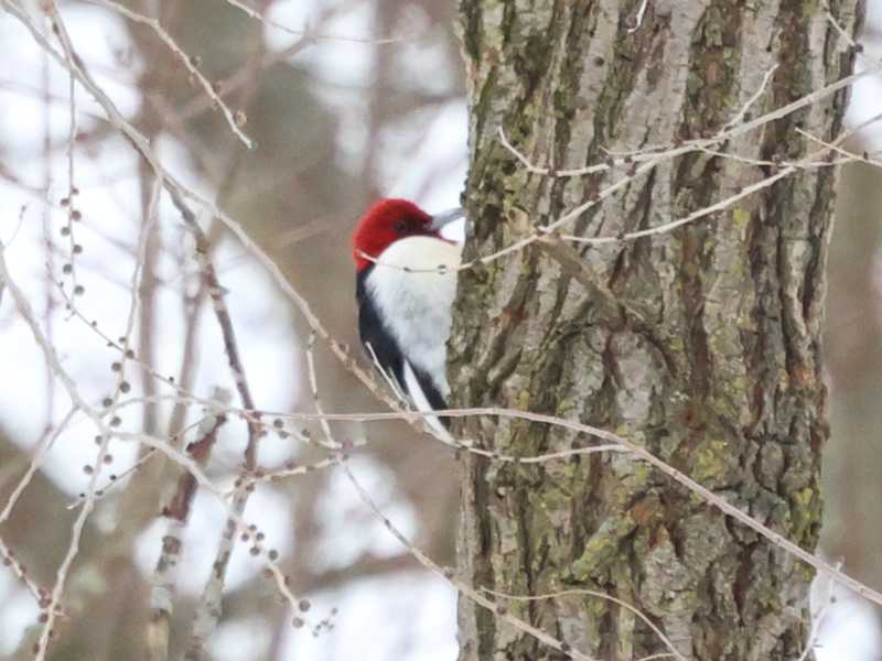 Mystery bird to be identified
