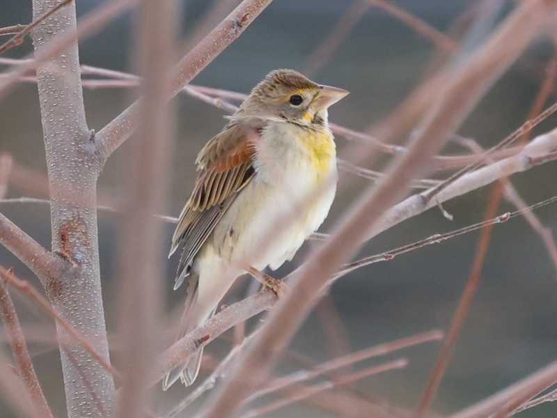 Mystery bird to be identified