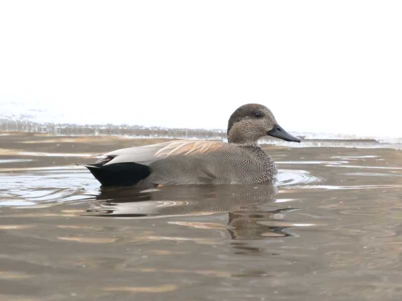 Mystery bird to be identified