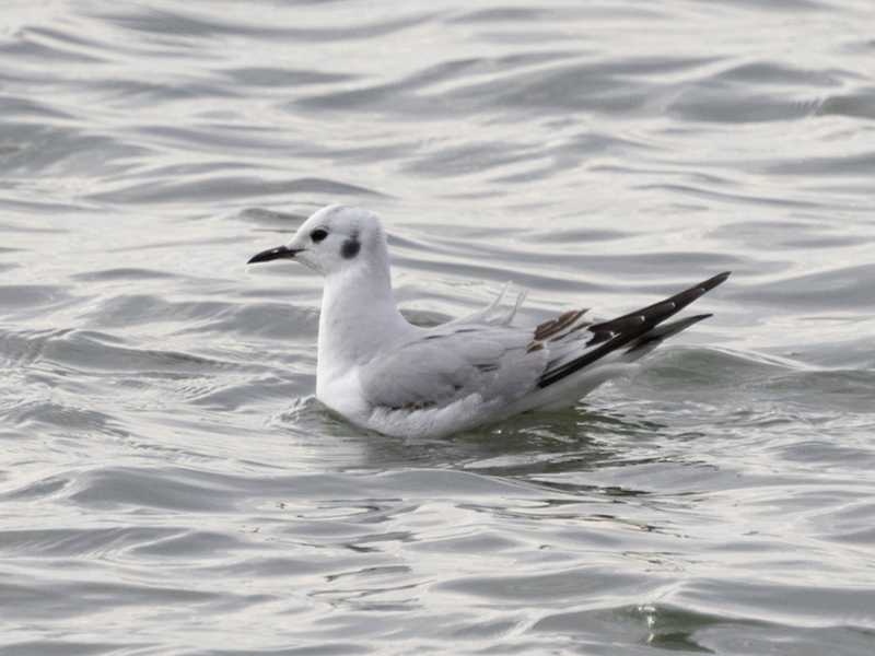Mystery bird to be identified
