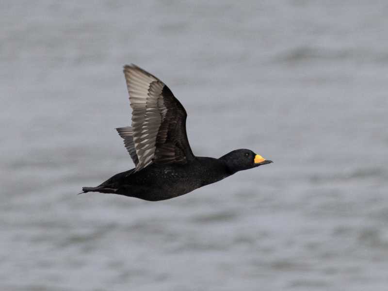Mystery bird to be identified