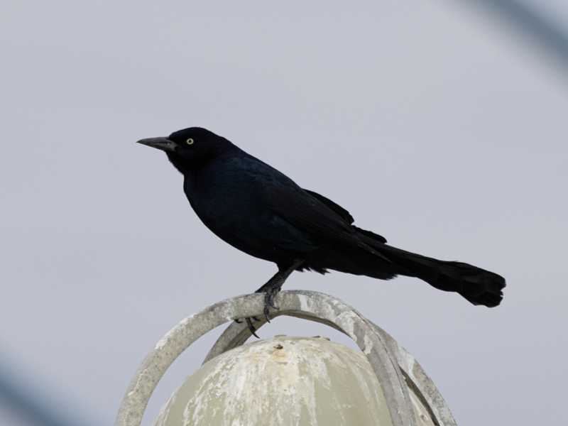 Mystery bird to be identified