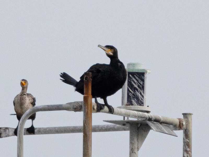 Mystery bird to be identified