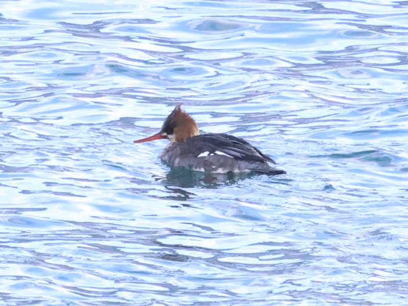 Mystery bird to be identified