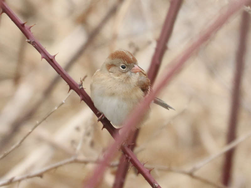 Mystery bird to be identified