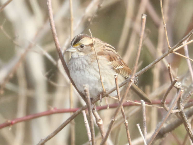 Mystery bird to be identified