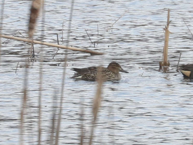 Mystery bird to be identified