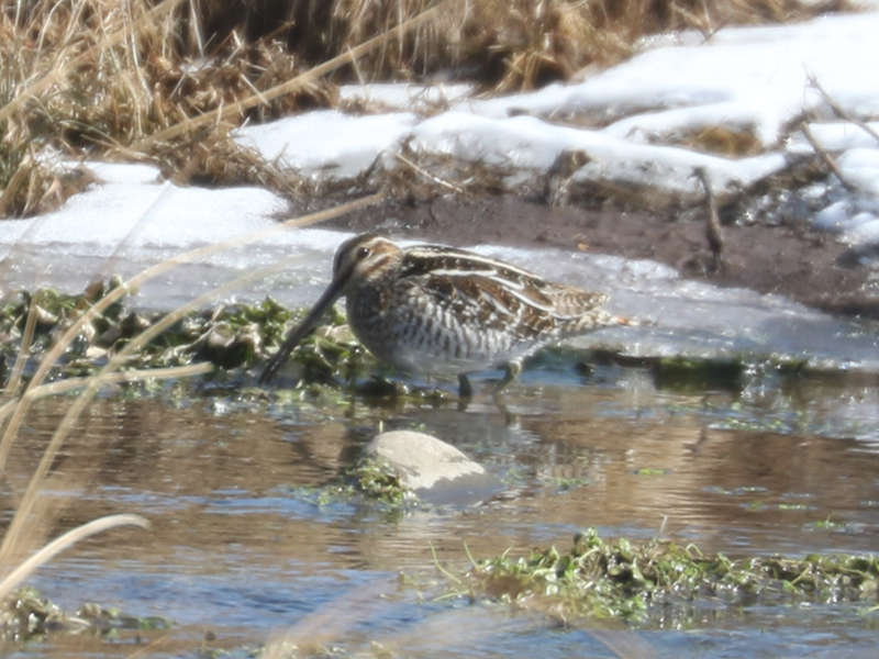 Mystery bird to be identified