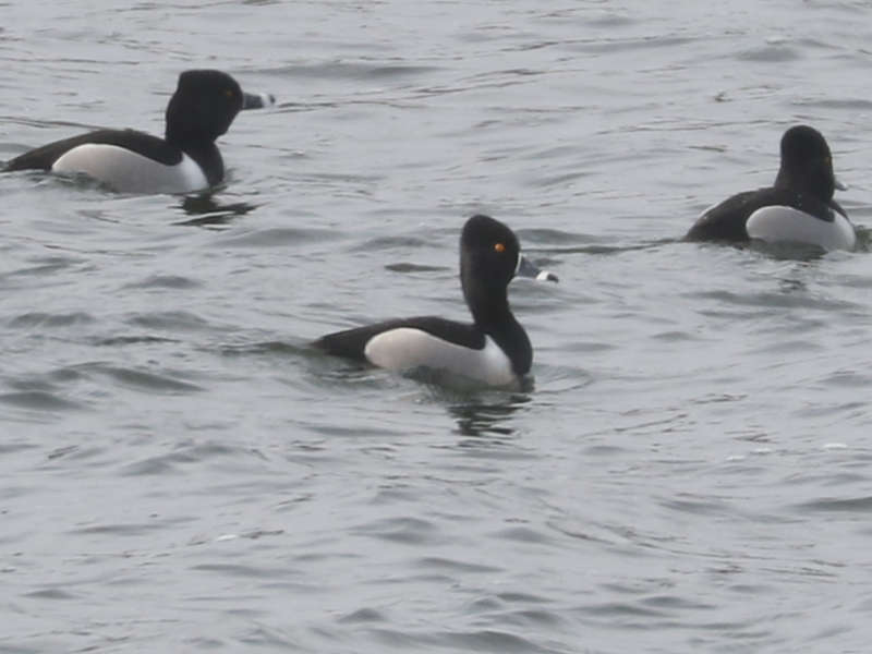 Mystery bird to be identified