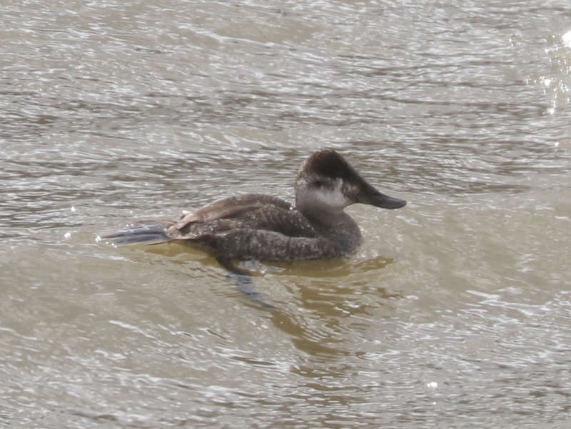 Mystery bird to be identified