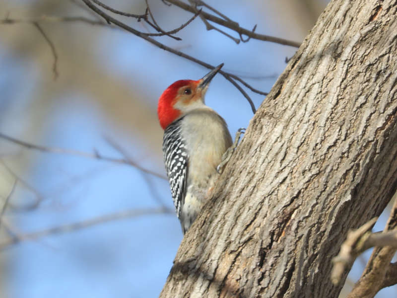 Mystery bird to be identified