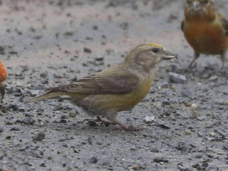 Mystery bird to be identified