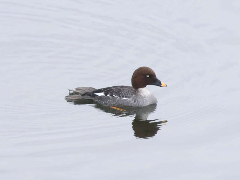 Mystery bird to be identified