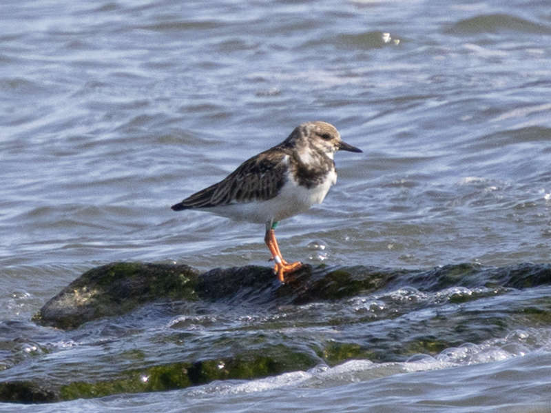 Mystery bird to be identified