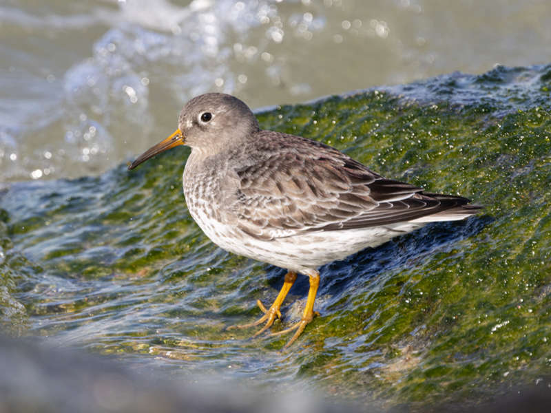 Mystery bird to be identified