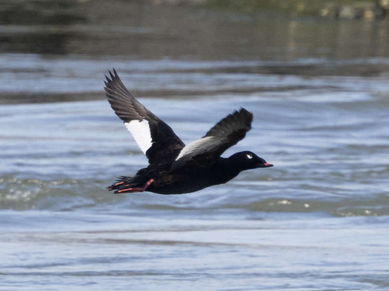 Mystery bird to be identified