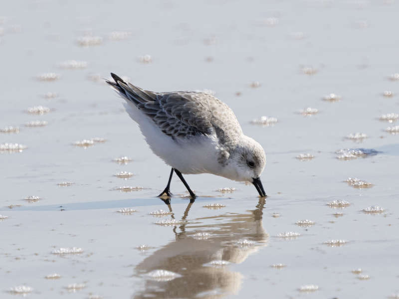 Mystery bird to be identified