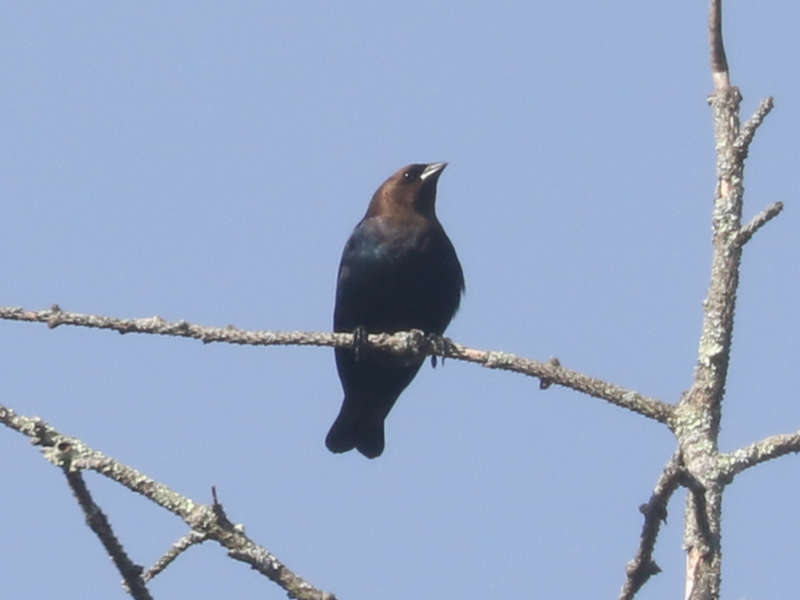 Mystery bird to be identified