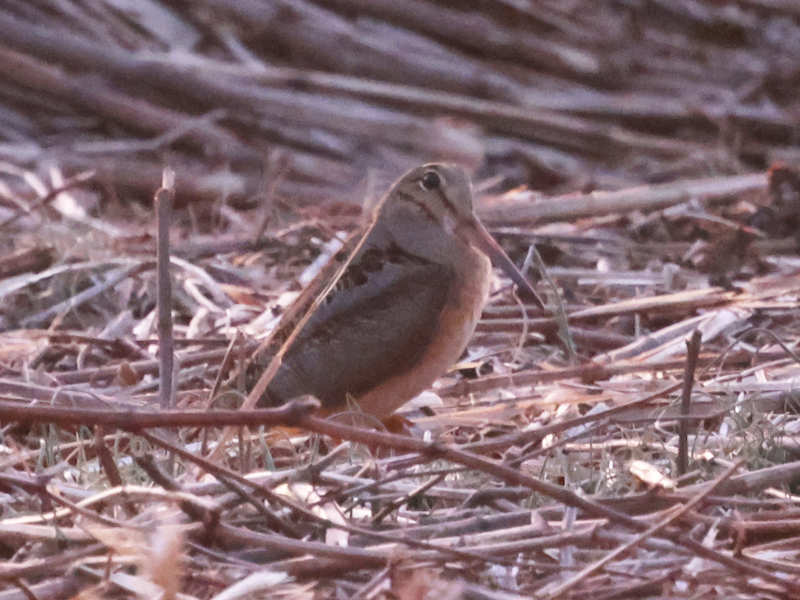 Mystery bird to be identified