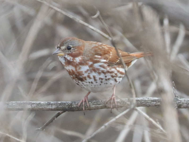 Mystery bird to be identified