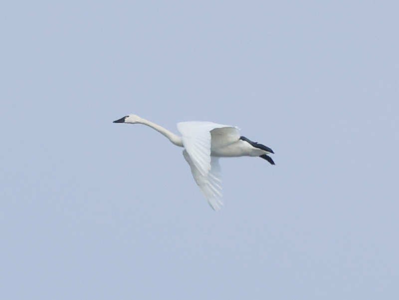 Mystery bird to be identified
