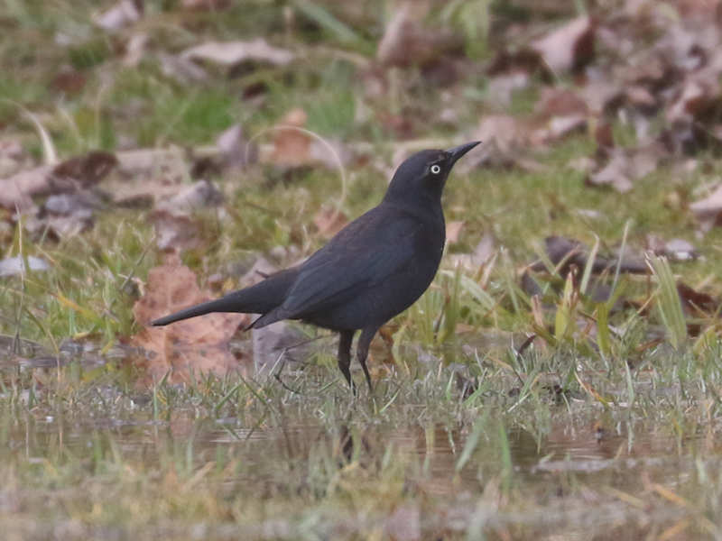 Mystery bird to be identified